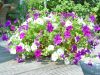 dsc00260.jpg
