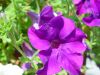 dsc00261.jpg