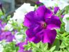 dsc00262.jpg