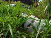 dsc02088.jpg