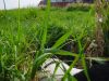 dsc02089.jpg